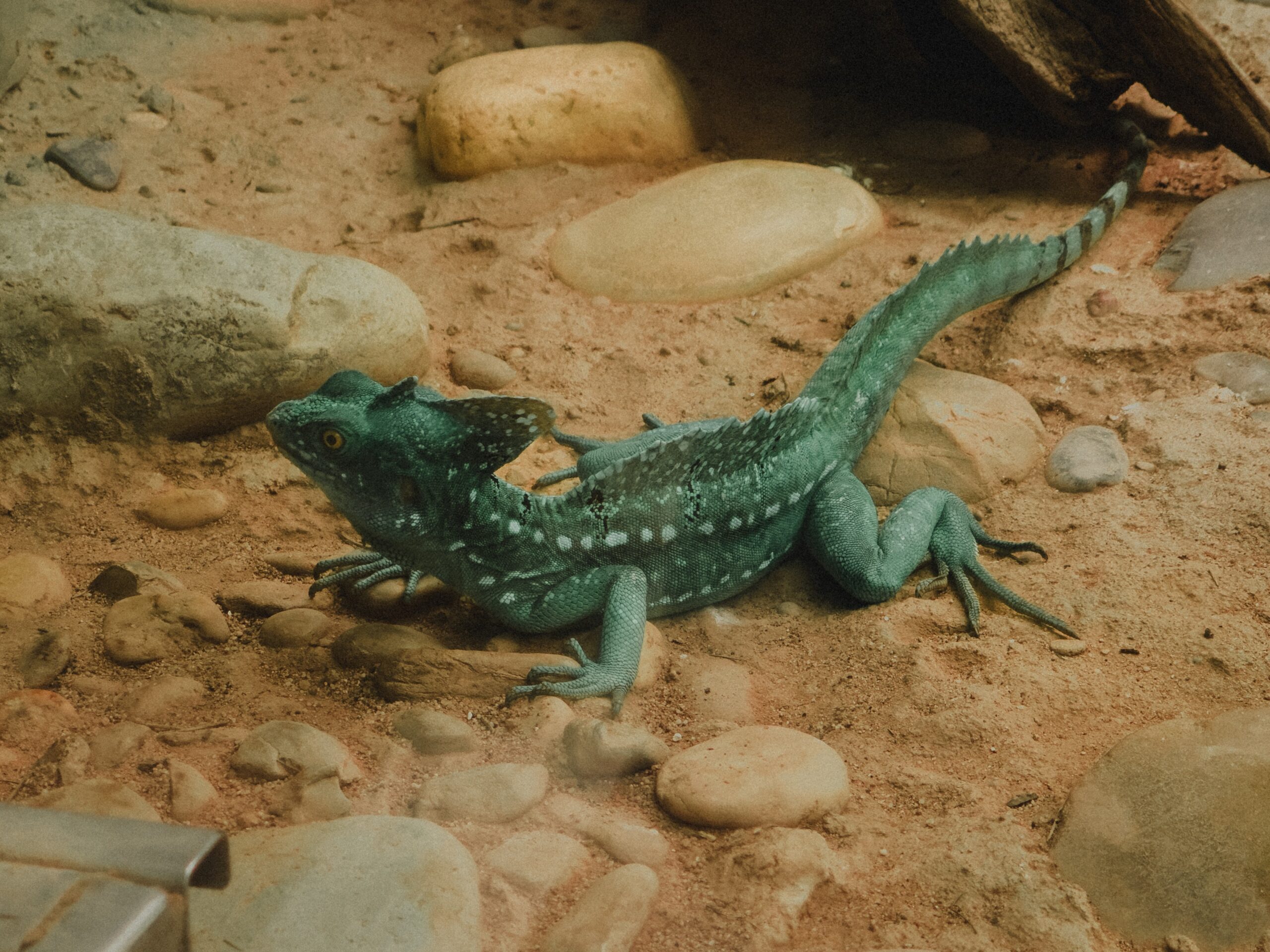 tipos de terrario